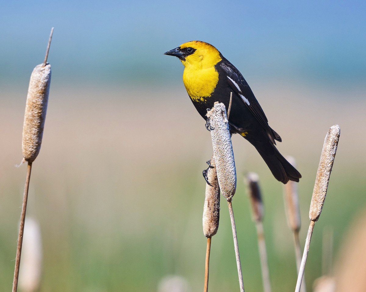 Yellow-headed Blackbird - ML636446110