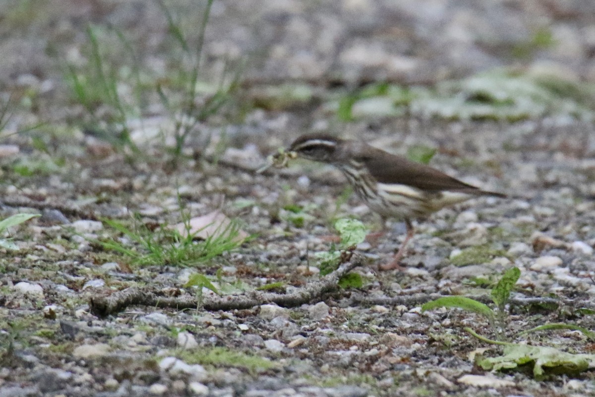 Louisiana Waterthrush - ML636446148