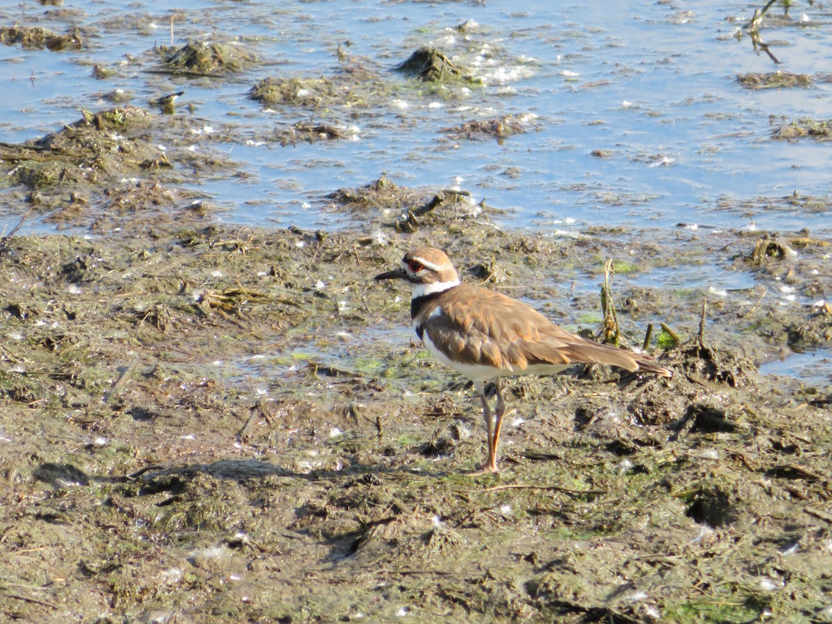 Killdeer - ML636446254