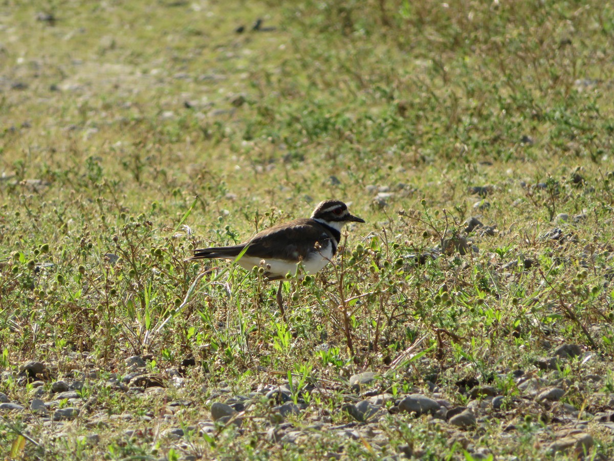 Killdeer - ML636446255