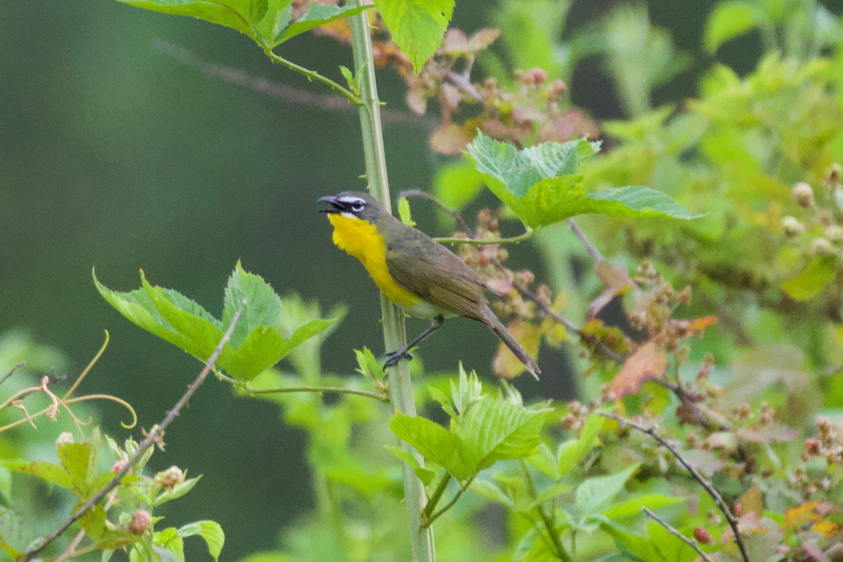 Yellow-breasted Chat - ML636446256