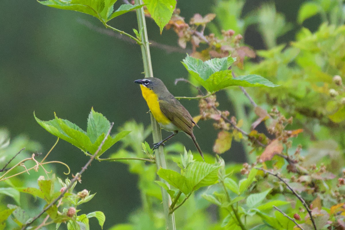 Yellow-breasted Chat - ML636446257