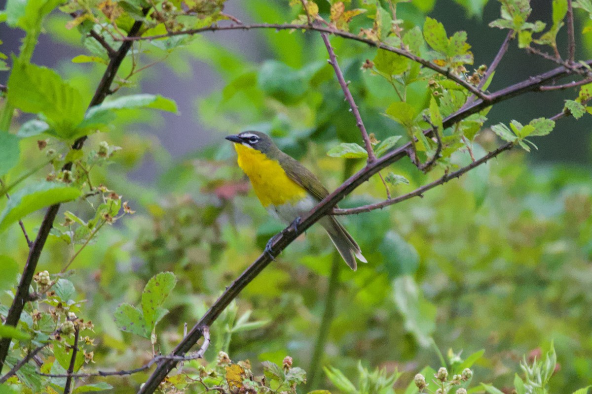 Yellow-breasted Chat - ML636446258