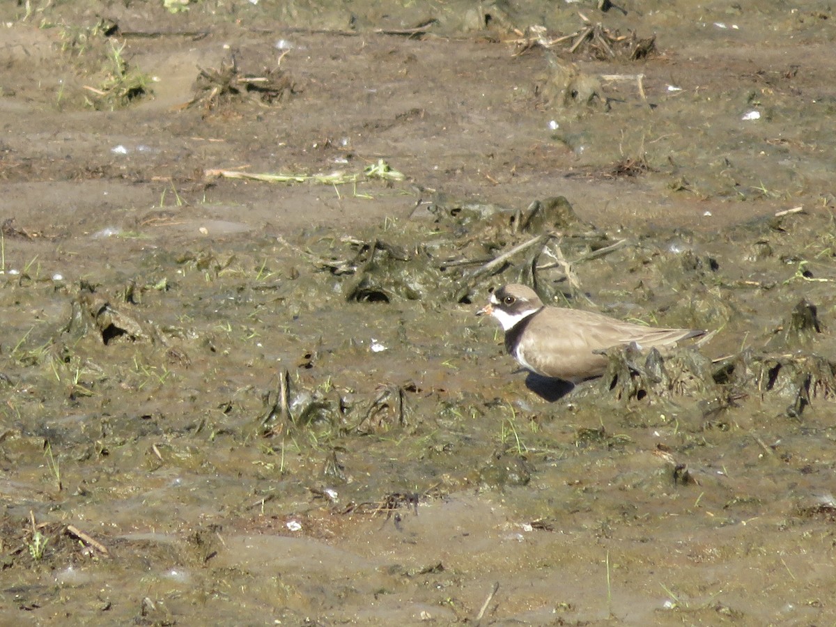Semipalmated Plover - ML636446521