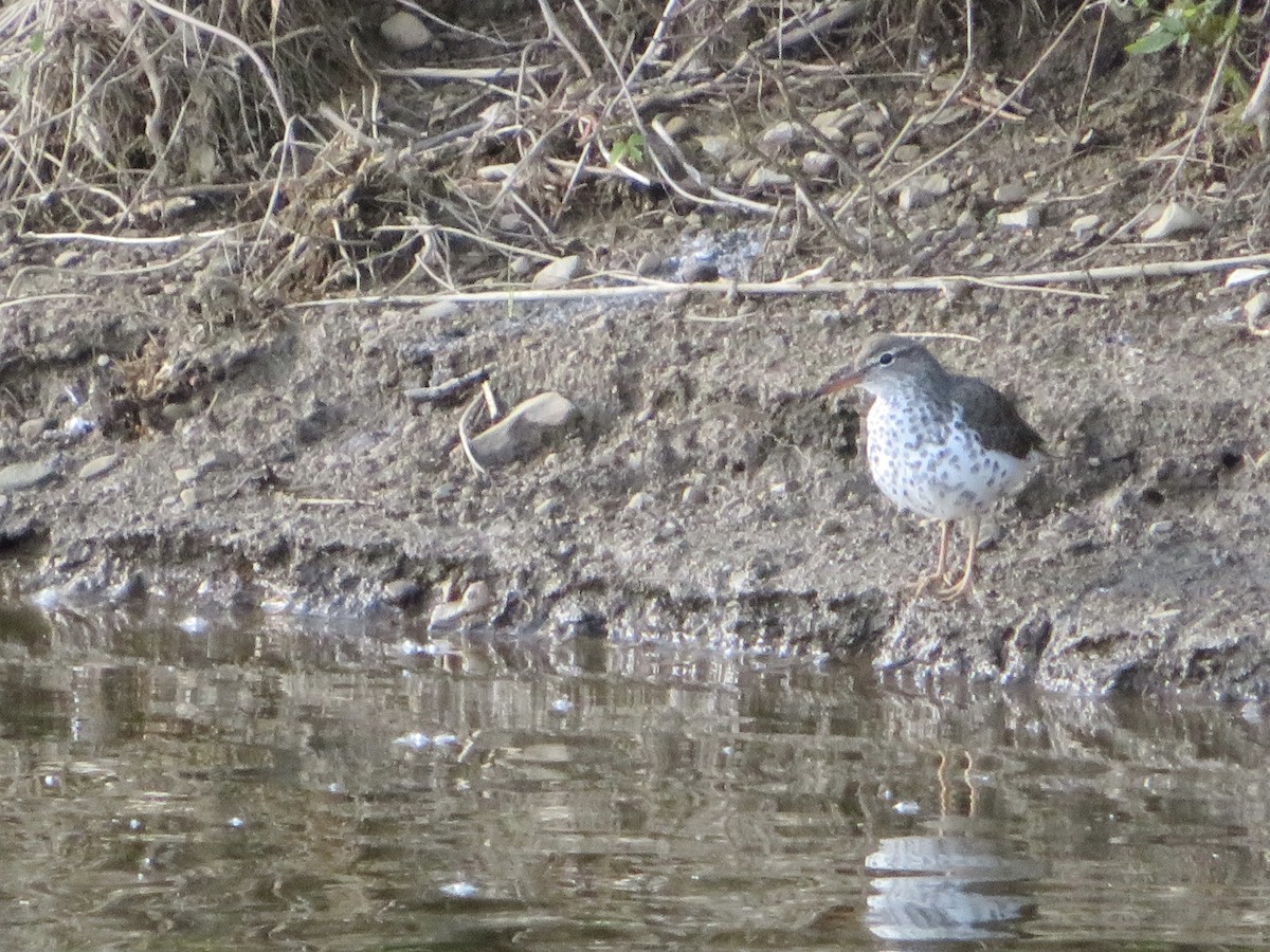 Spotted Sandpiper - ML636446540