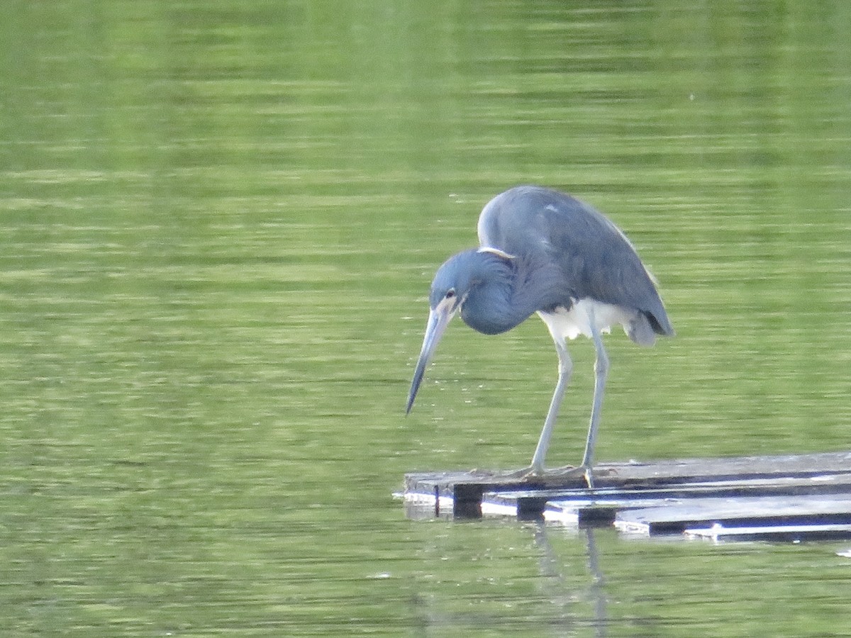 Tricolored Heron - ML636446599