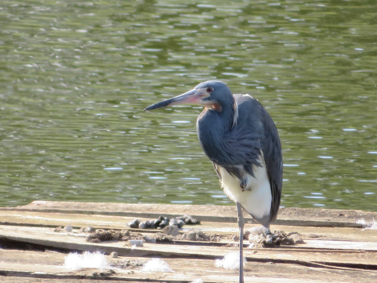 Tricolored Heron - ML636446600