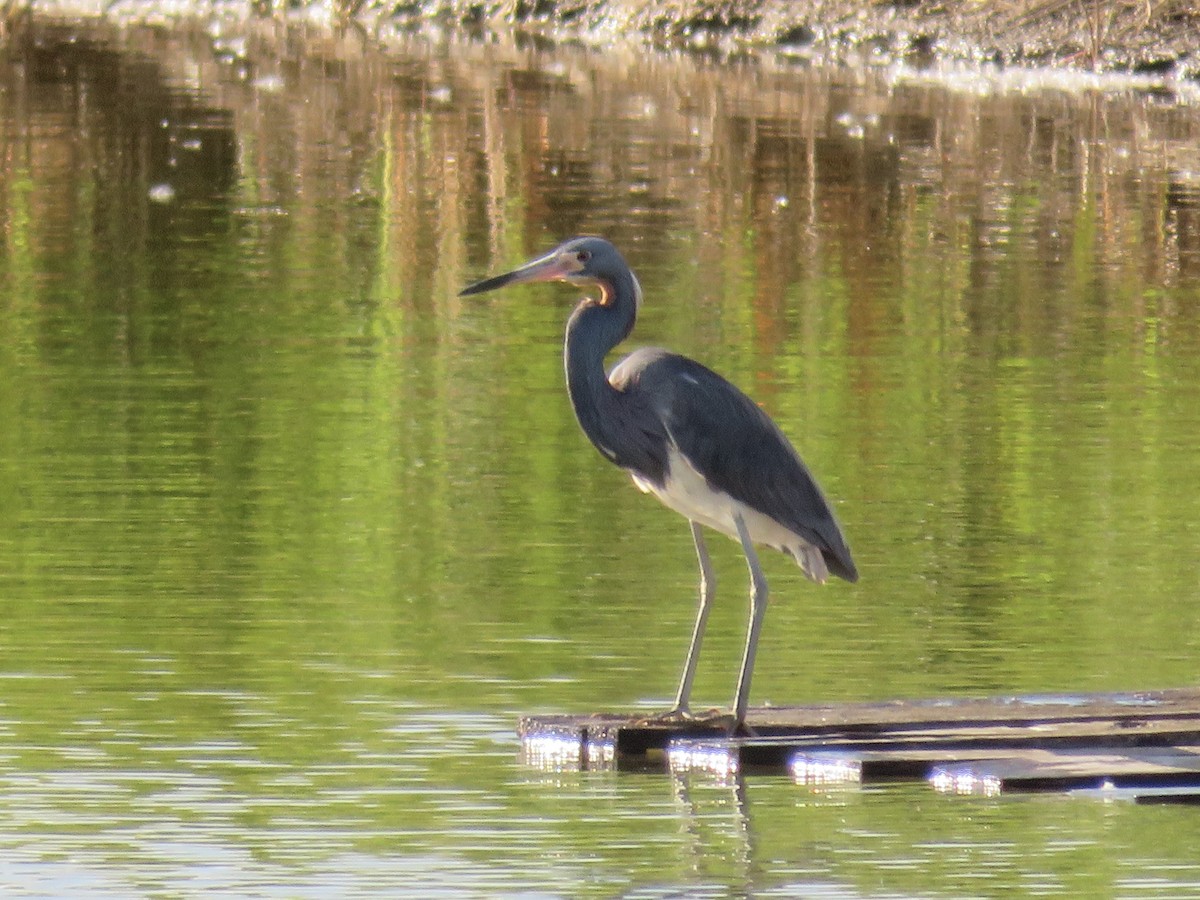 Tricolored Heron - ML636446601