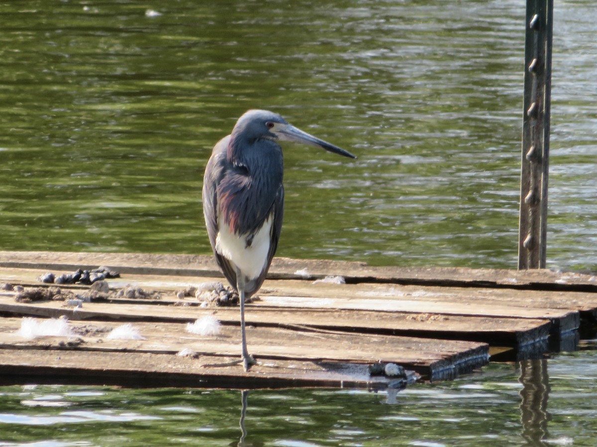 Tricolored Heron - ML636446602