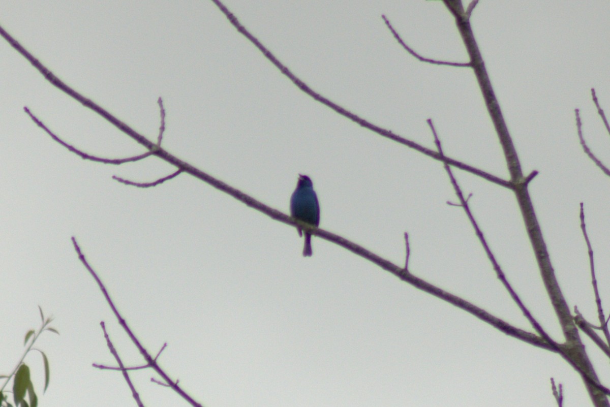Indigo Bunting - ML636446658