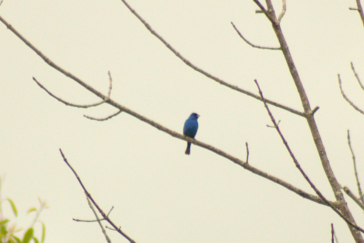 Indigo Bunting - ML636446659