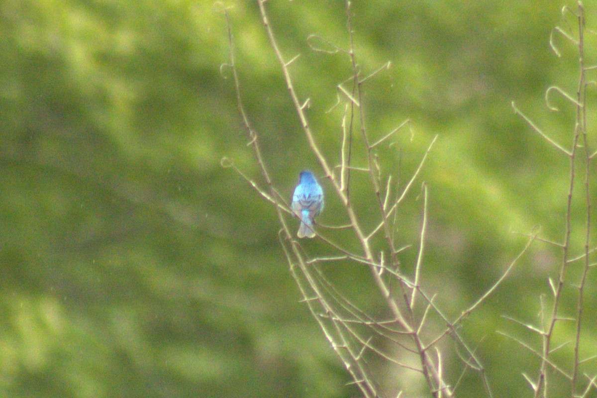 Indigo Bunting - ML636446660