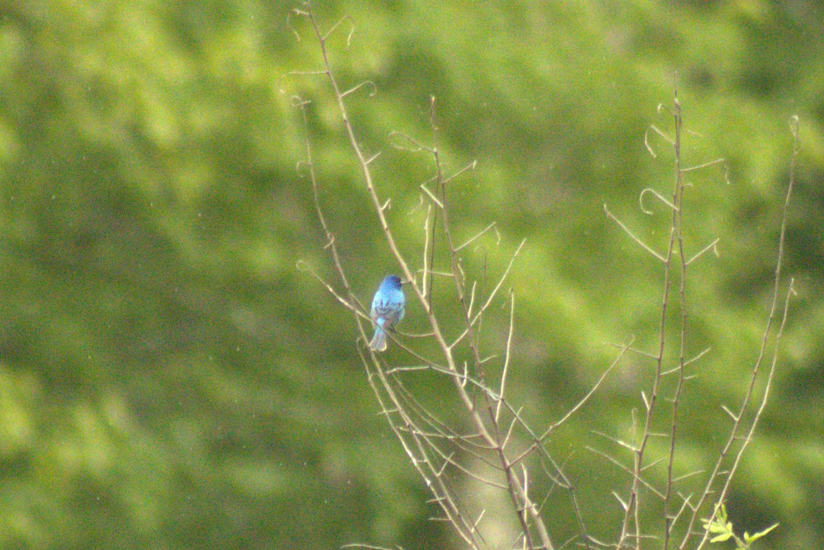 Indigo Bunting - ML636446661