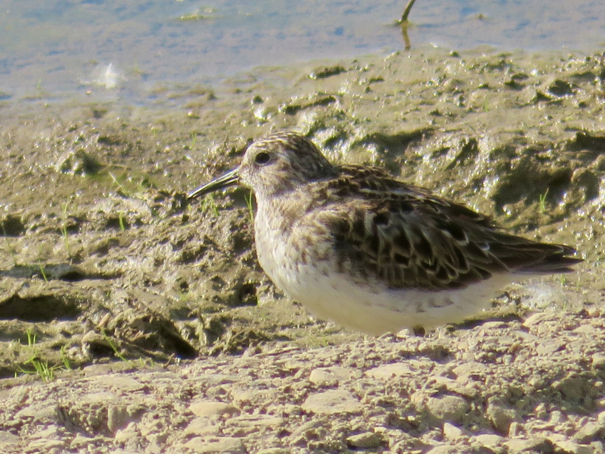 Least Sandpiper - ML636446678