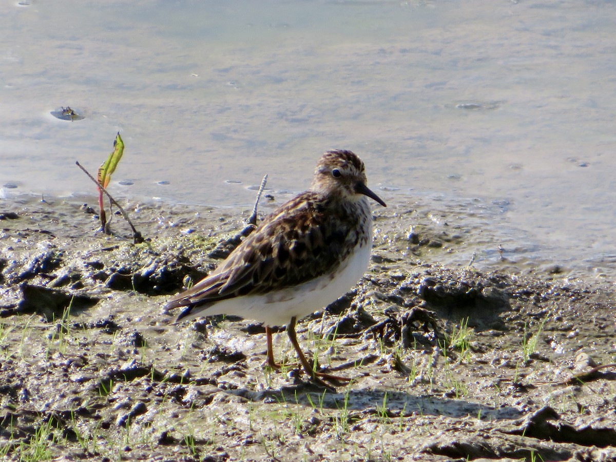 Least Sandpiper - ML636446679