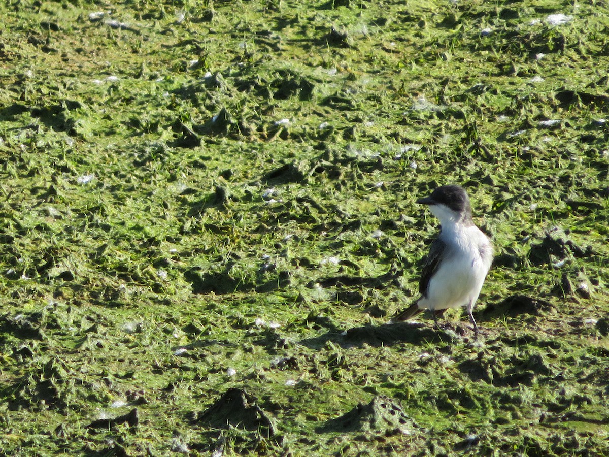 Eastern Kingbird - ML636446704