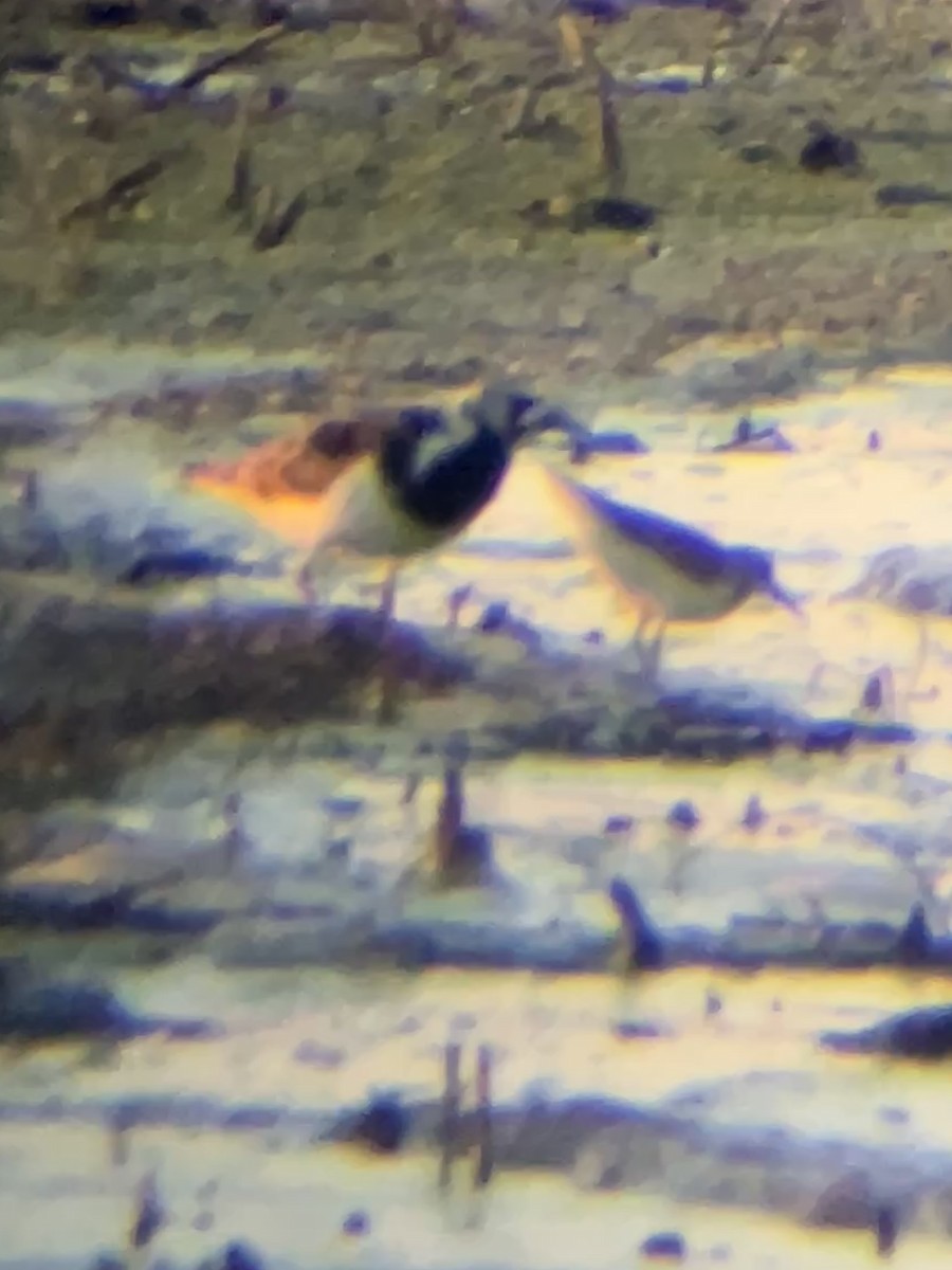 Ruddy Turnstone - ML636446765