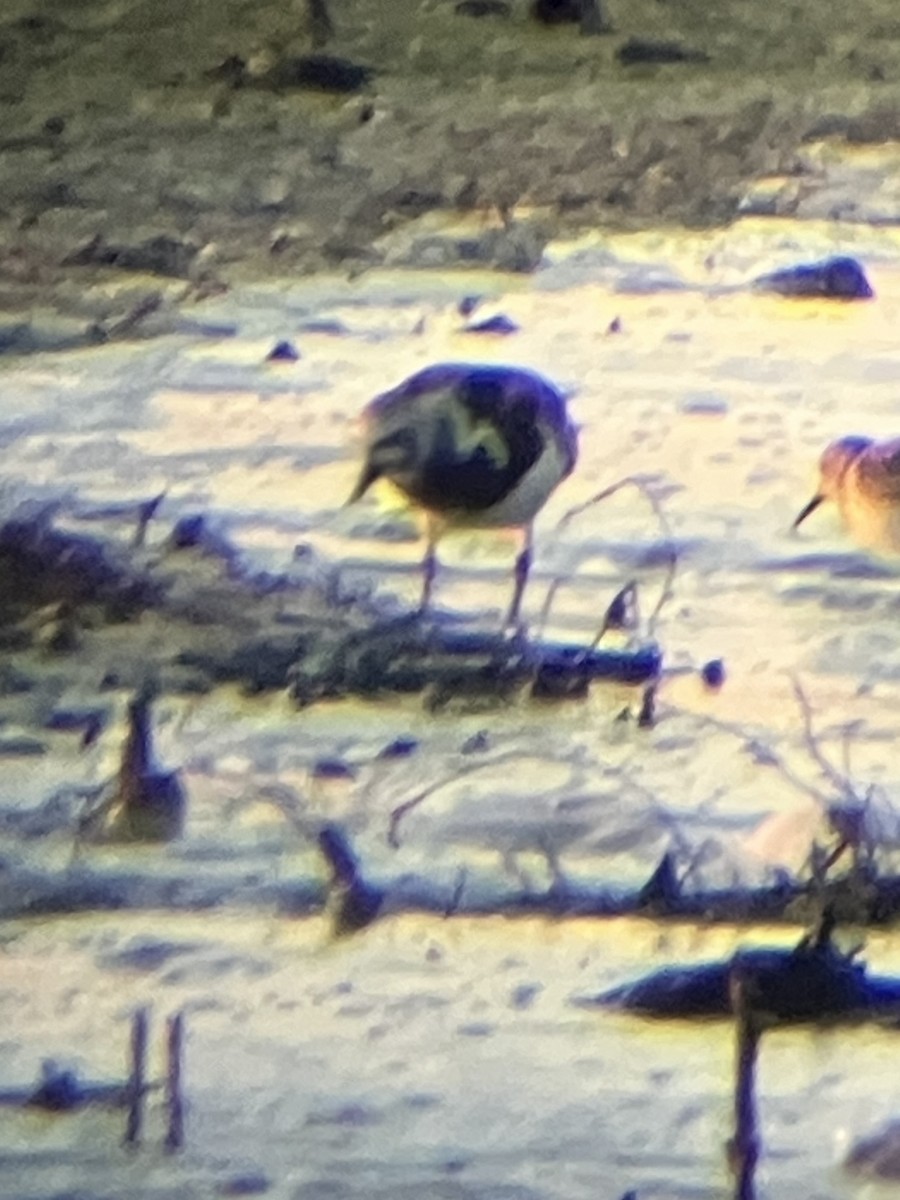 Ruddy Turnstone - ML636446766
