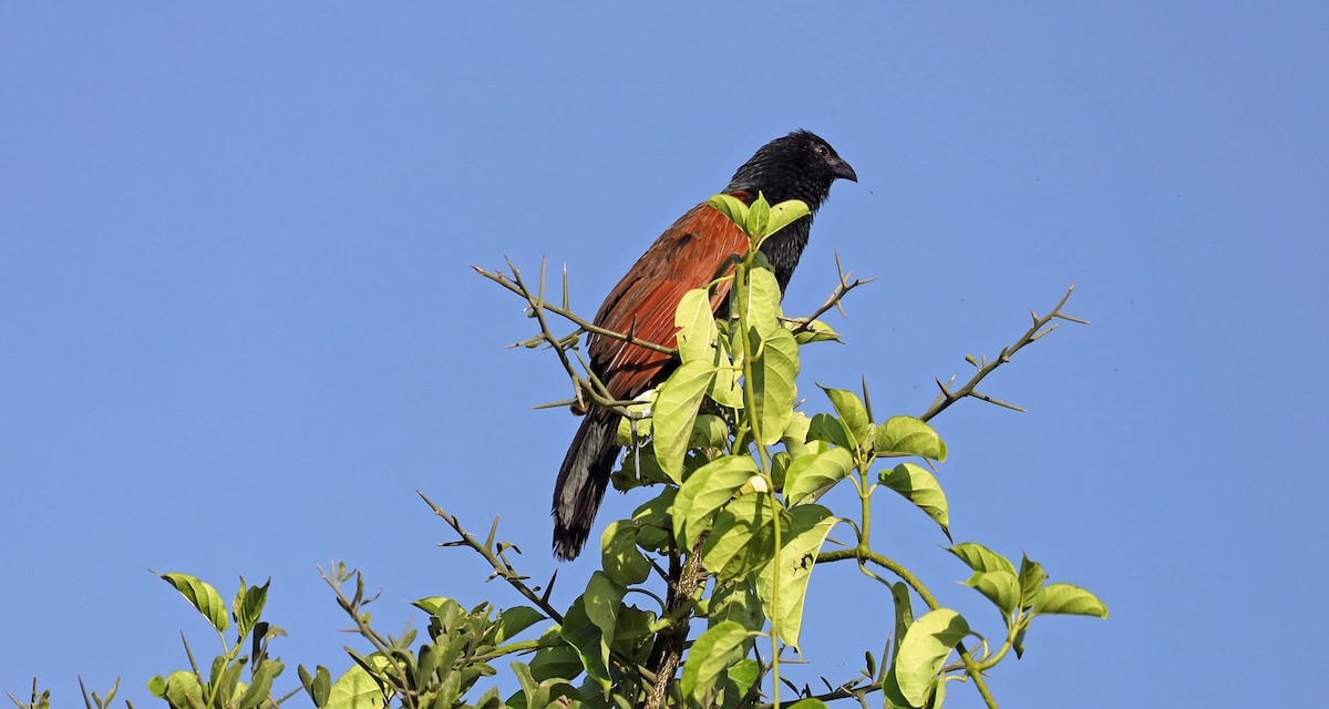Black Coucal - ML636446803