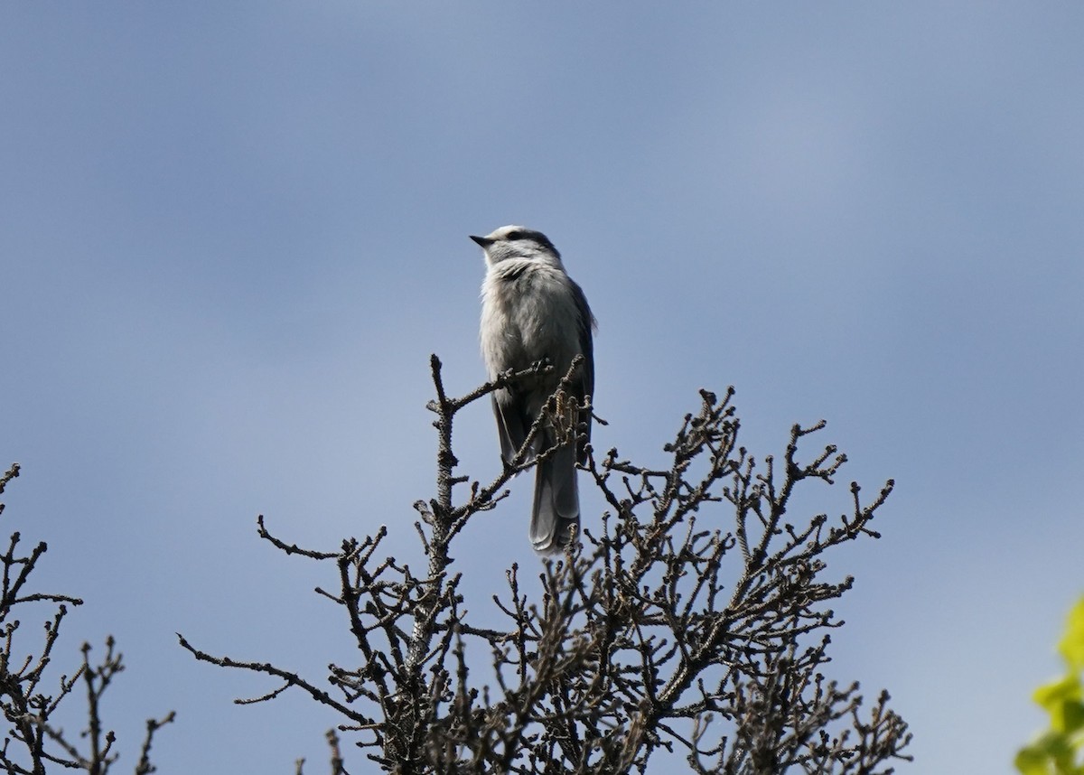 Canada Jay - ML636446837