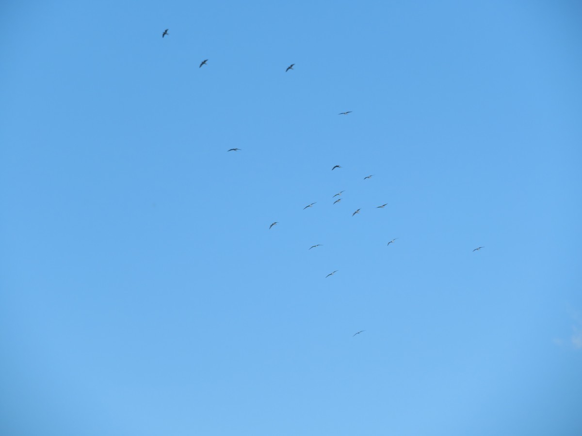 Common Tern - ML636446845