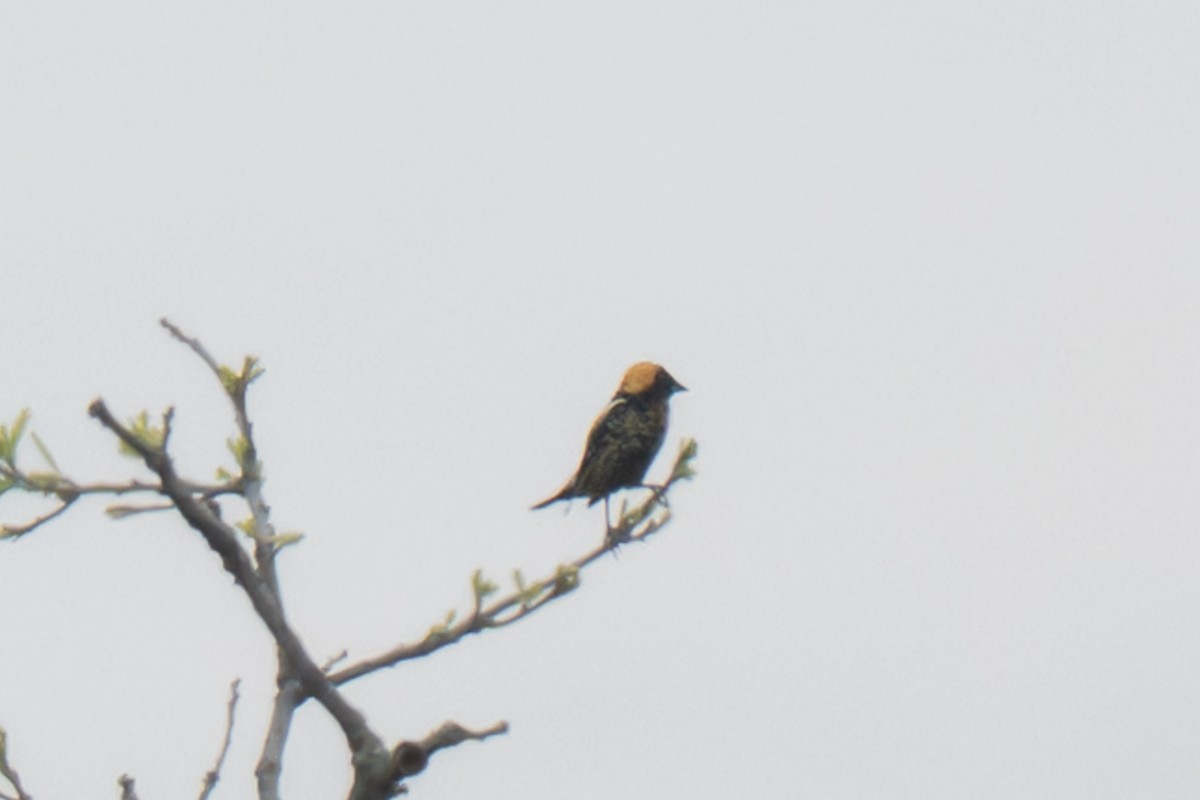 Bobolink - ML636446997
