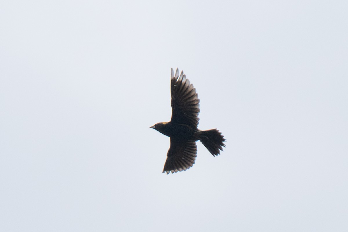 Bobolink - ML636446998