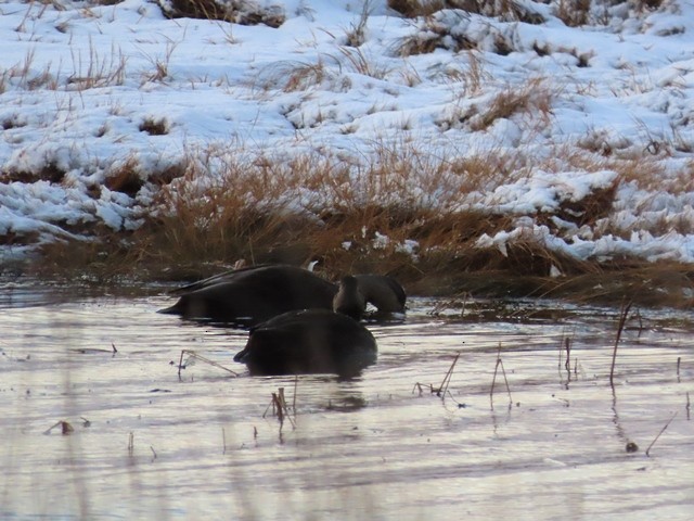American Black Duck - ML636447003