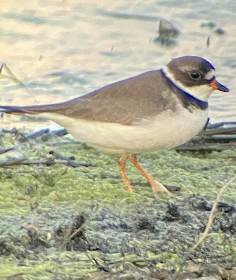 Semipalmated Plover - ML636447090