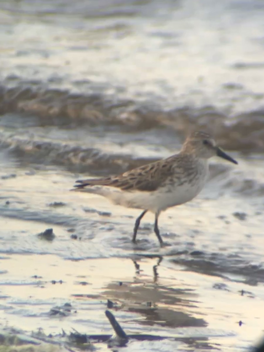 Semipalmated Sandpiper - ML636447129