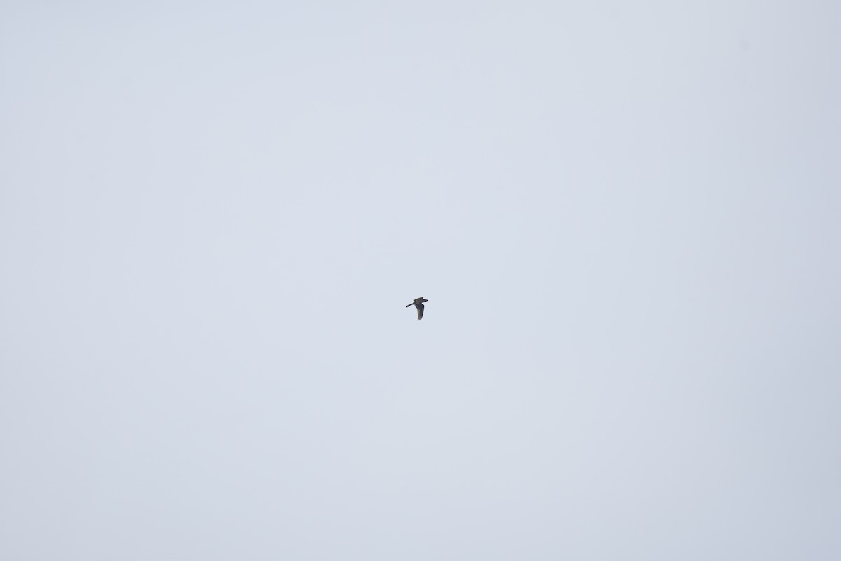 Chuck-will's-widow - ML636447218