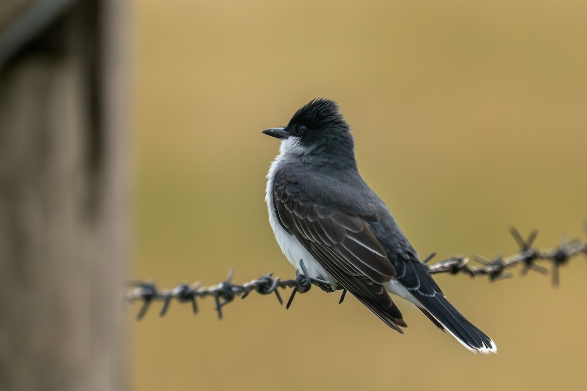 Eastern Kingbird - ML636447255