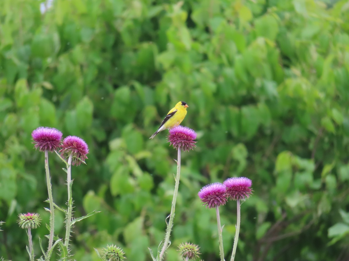 American Goldfinch - ML636447384