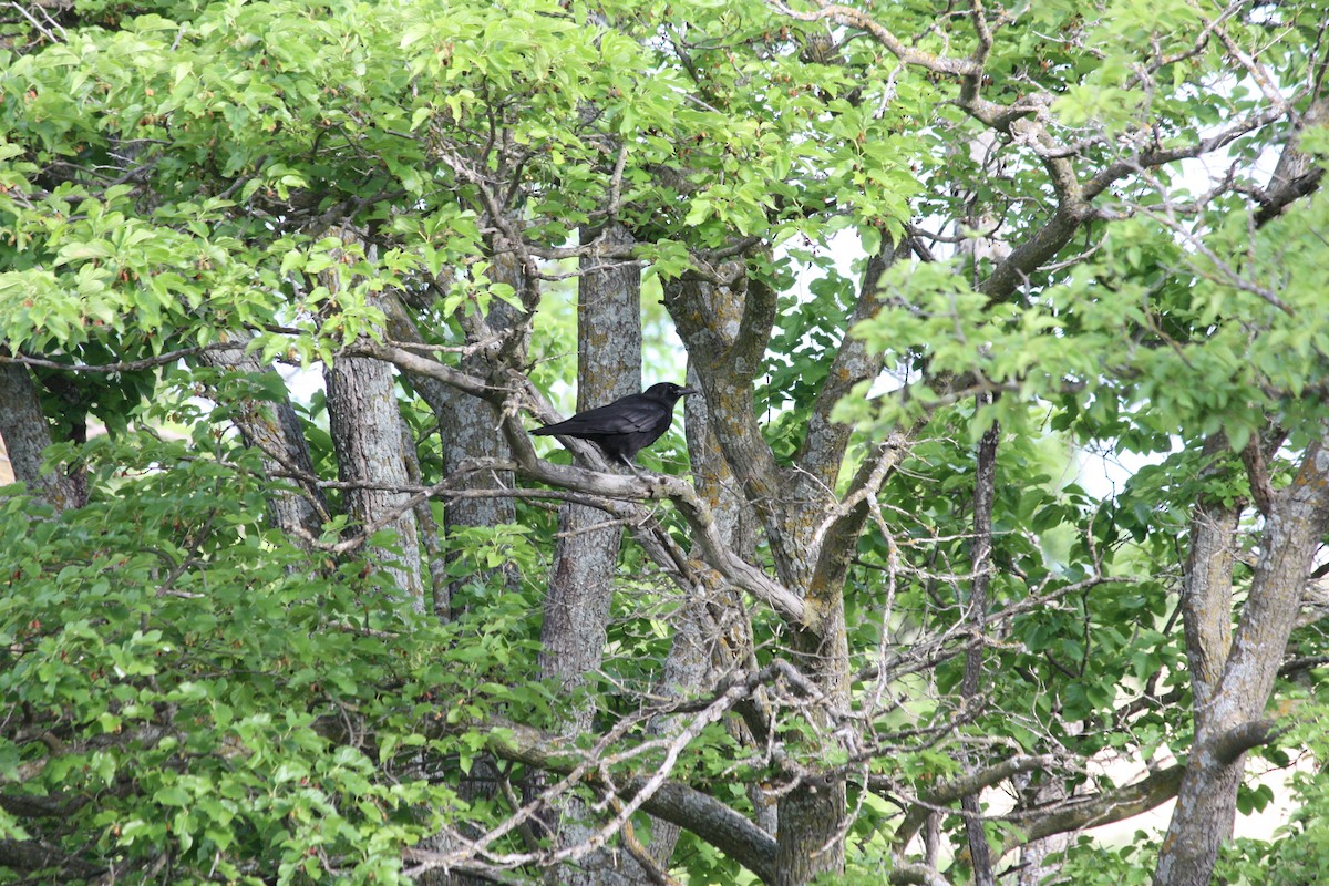 American Crow - ML636447524