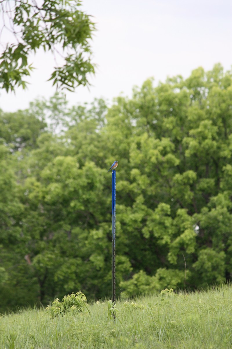 Eastern Bluebird - ML636447535