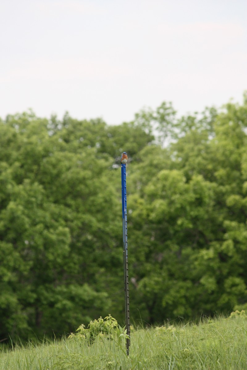 Eastern Bluebird - ML636447536