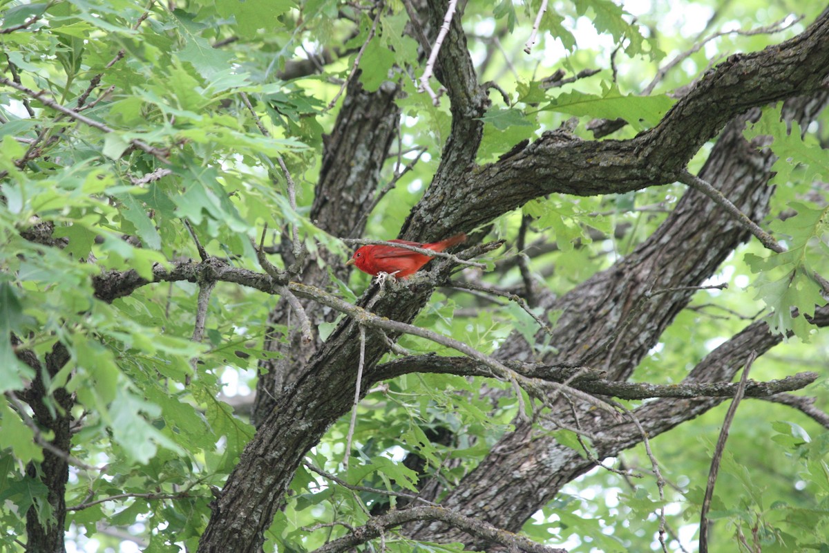 Summer Tanager - ML636447543