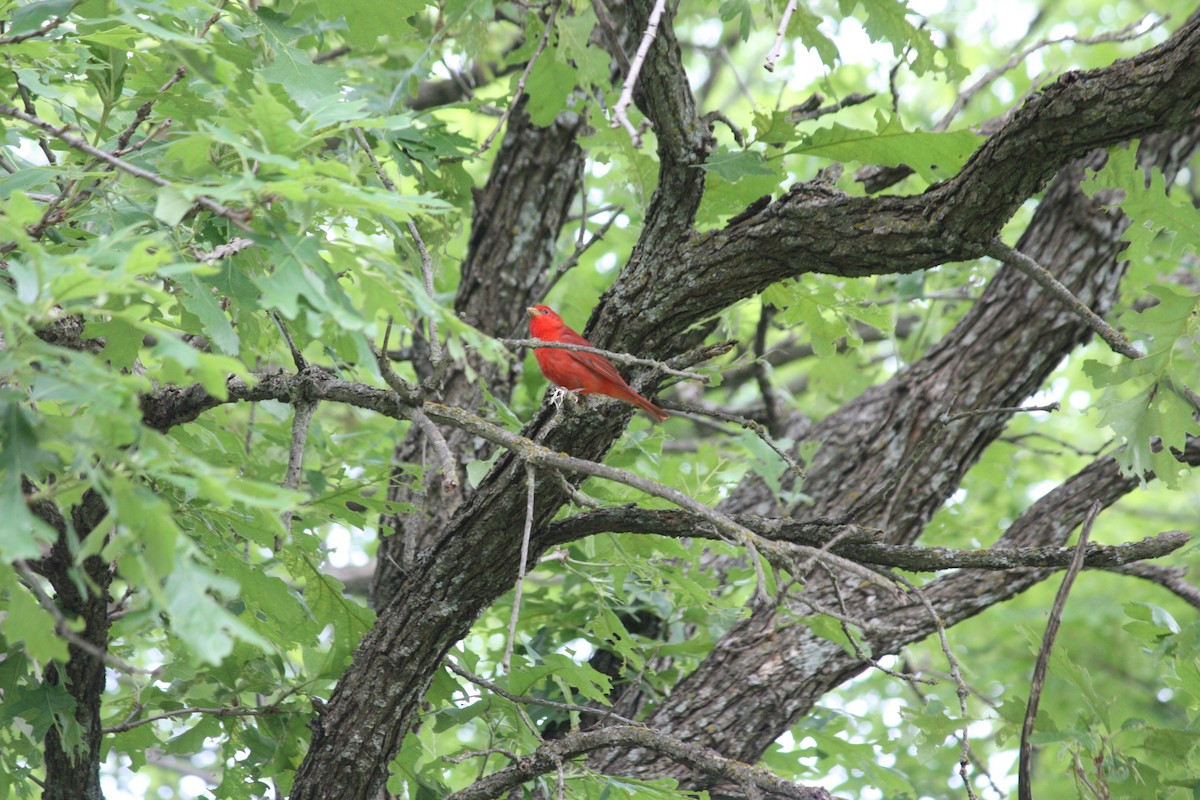 Summer Tanager - ML636447544