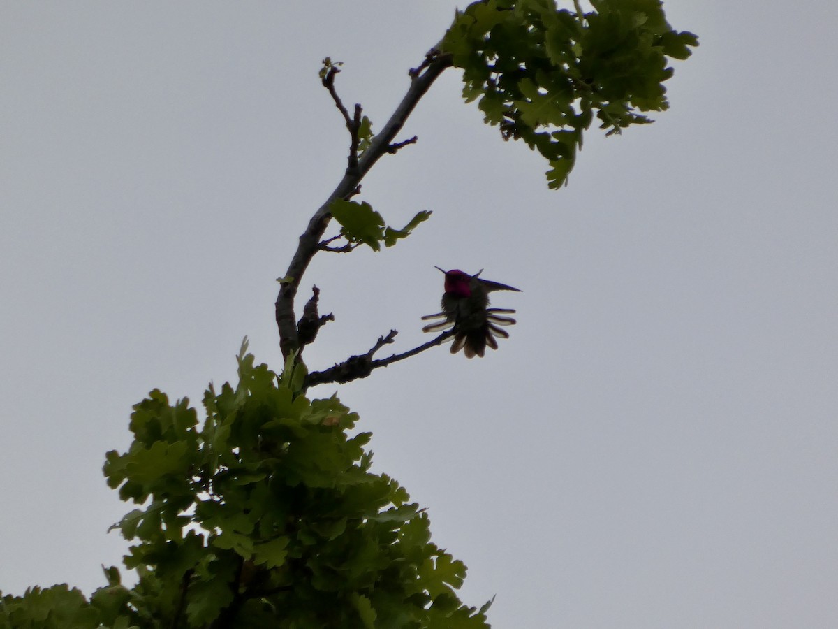 Anna's Hummingbird - ML636447553