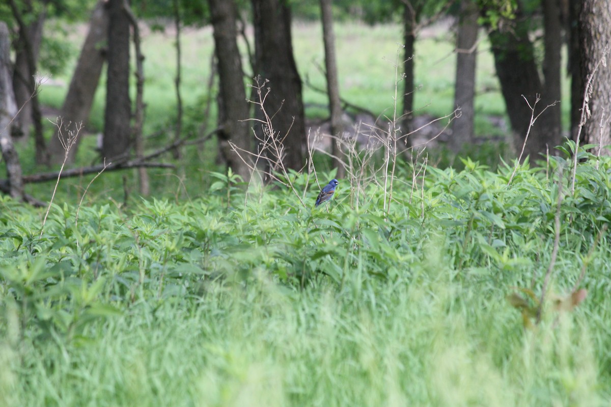 Blue Grosbeak - ML636447566
