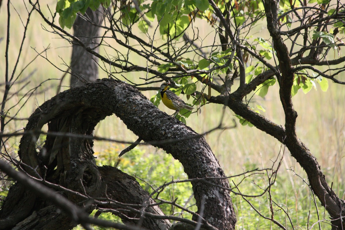 Eastern Meadowlark - ML636447573