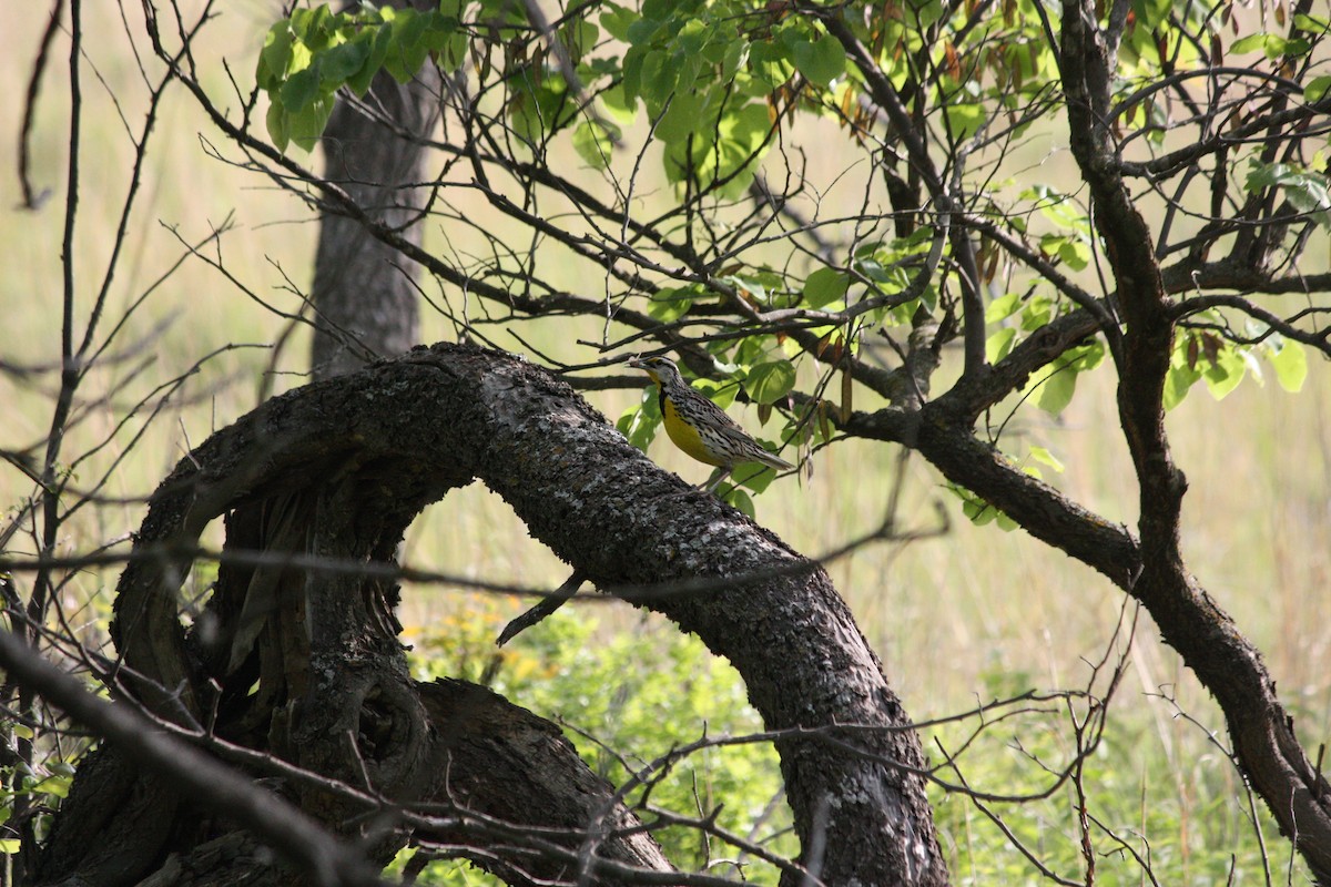 Eastern Meadowlark - ML636447574