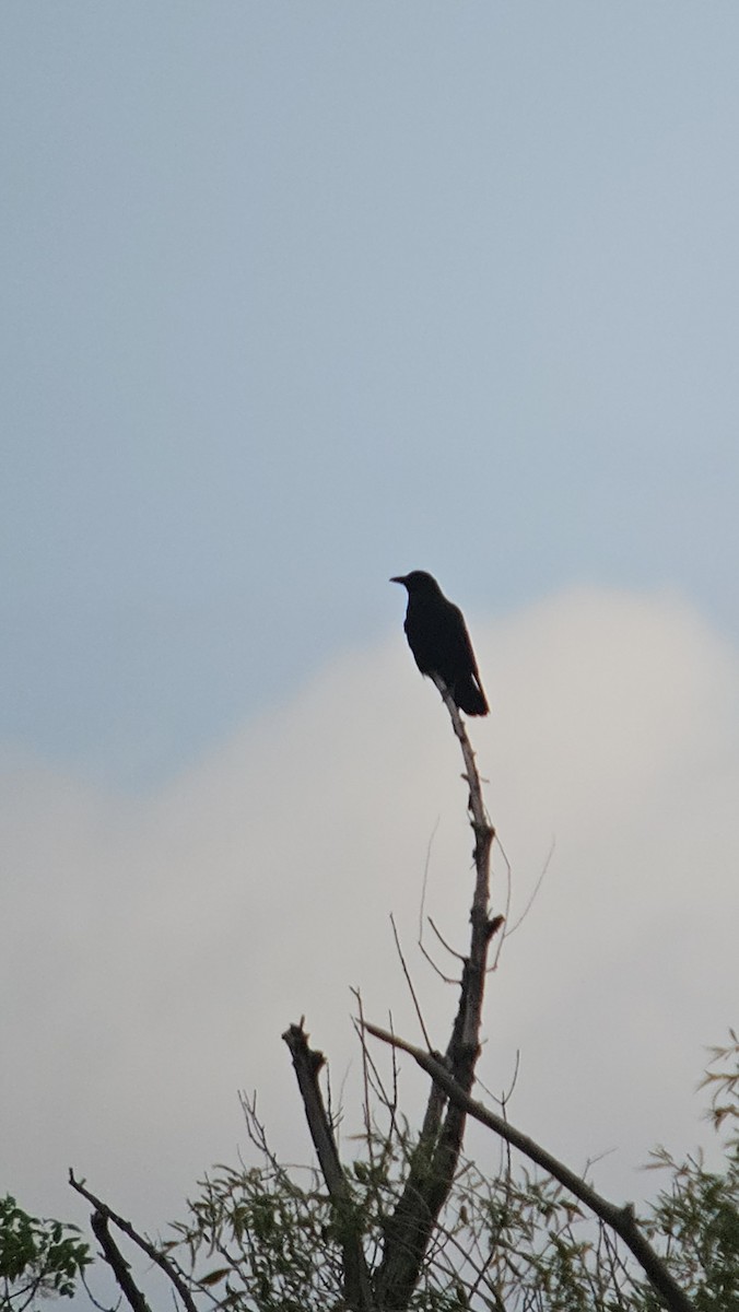 American Crow - ML636447674