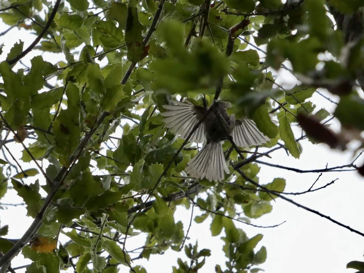 Bushtit (Pacific) - ML636447753