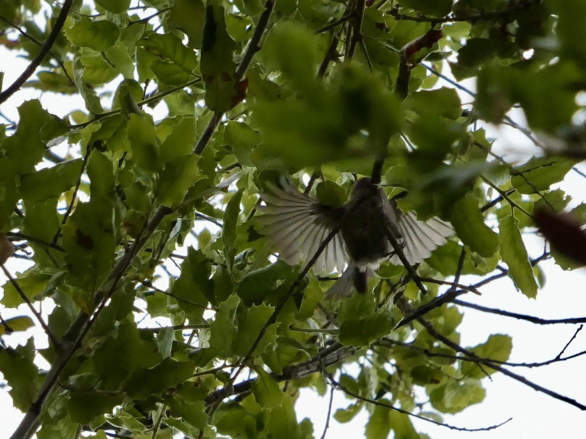 Bushtit (Pacific) - ML636447754