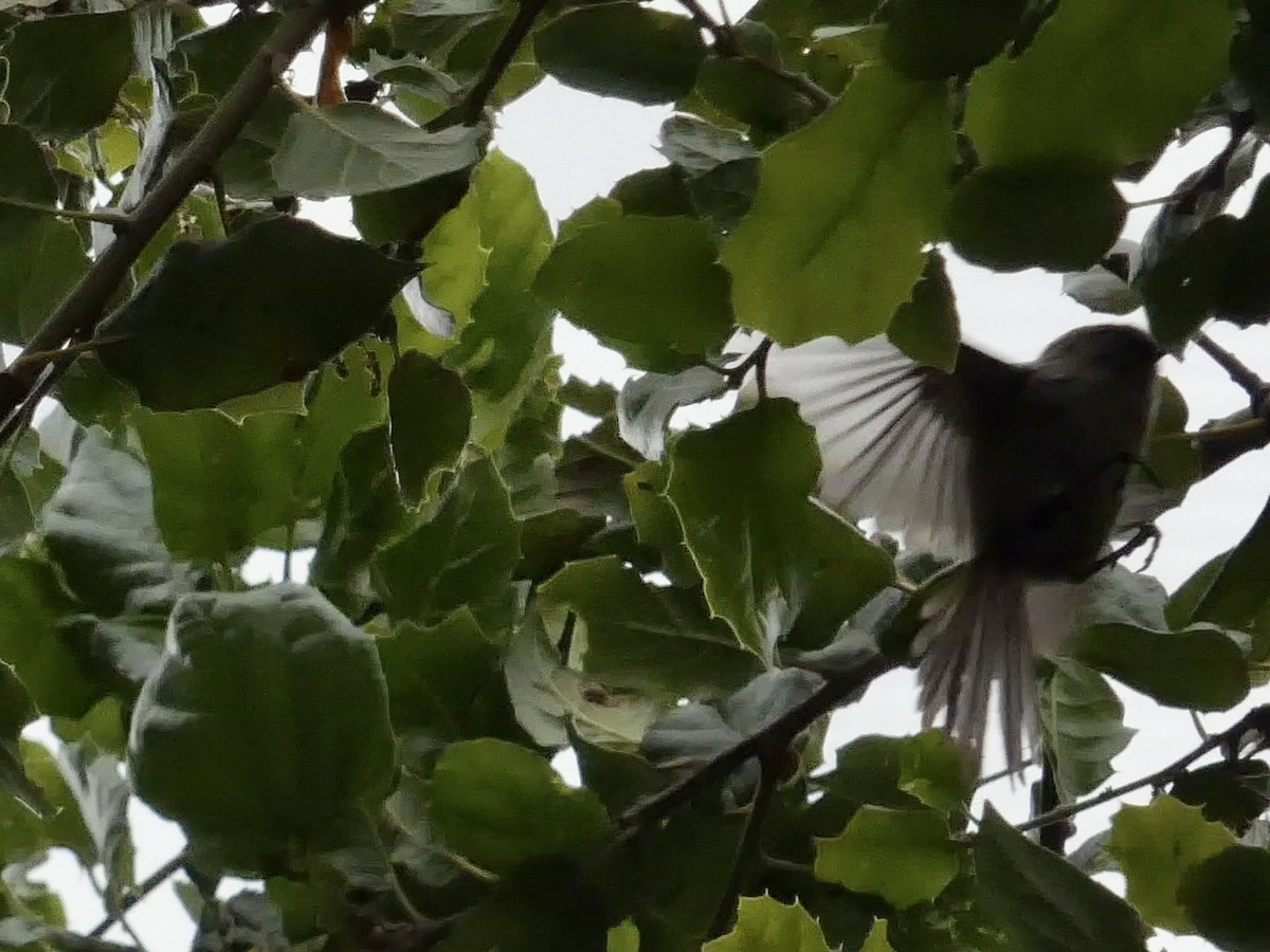 Bushtit (Pacific) - ML636447755