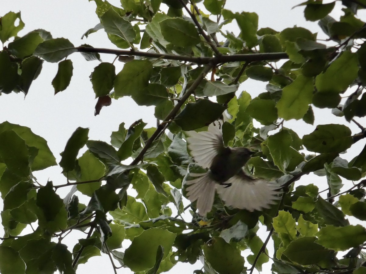 Bushtit (Pacific) - ML636447756
