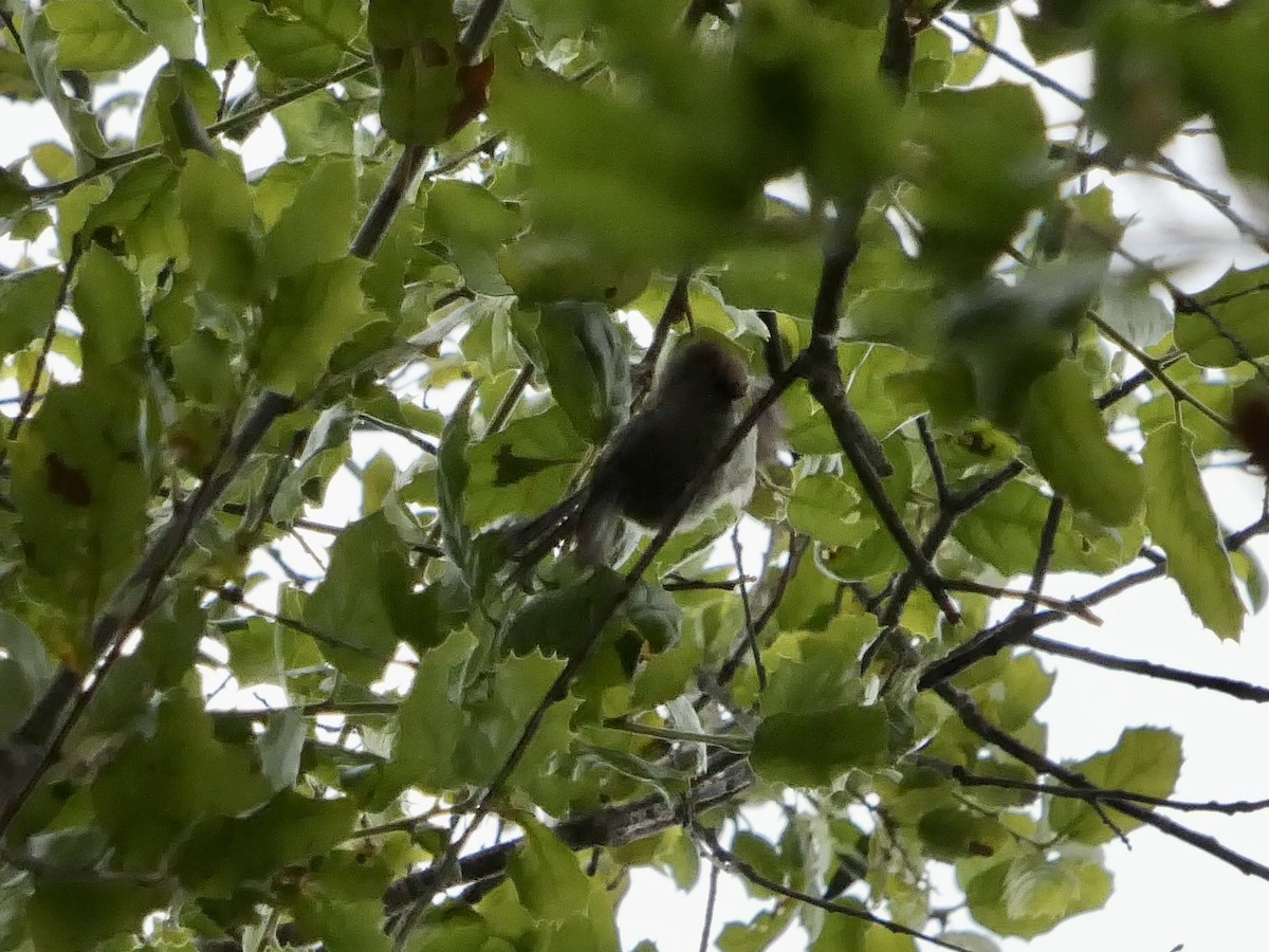 Bushtit (Pacific) - ML636447758