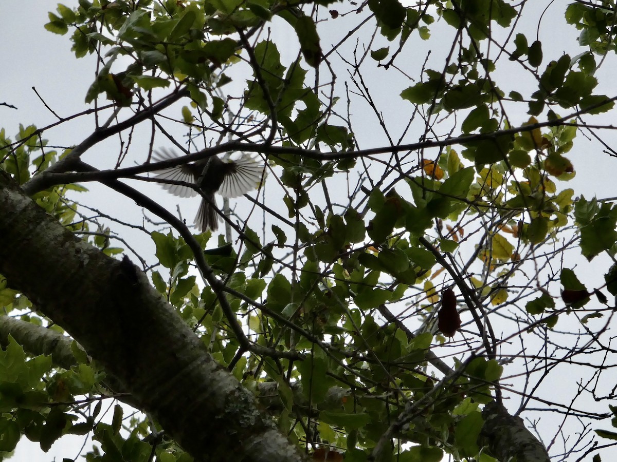Bushtit (Pacific) - ML636447760