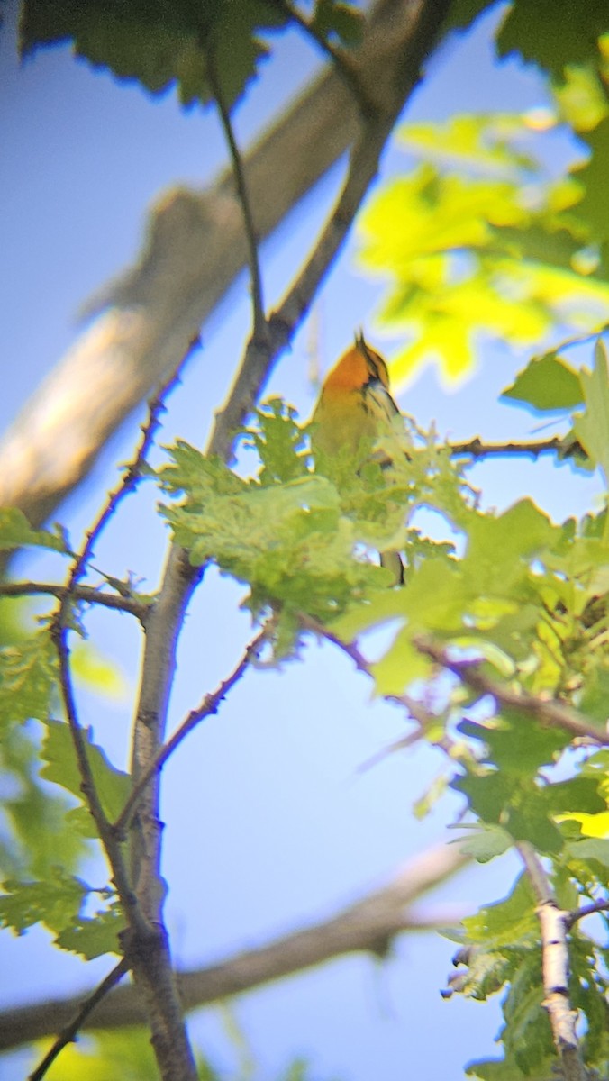 Blackburnian Warbler - ML636447846